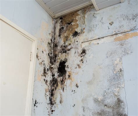 Mold in closet. Things To Know About Mold in closet. 